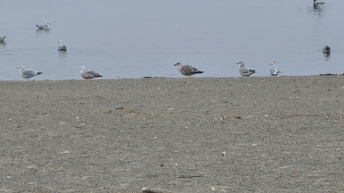 Büyük Kara Sırtlı Martı - ML645510715