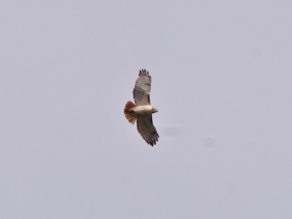 Red-tailed Hawk - ML645510718