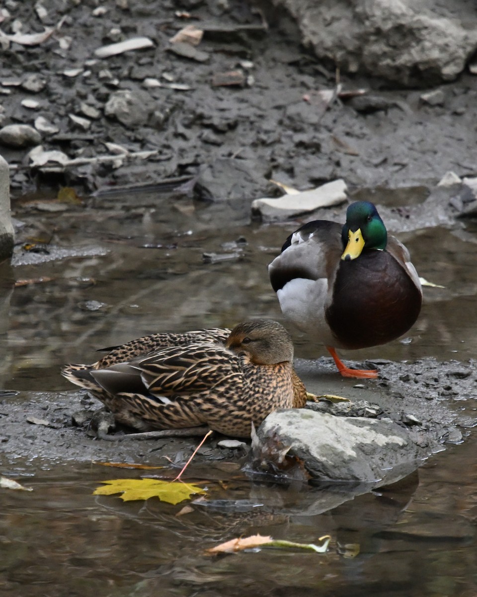 Mallard - ML645510719