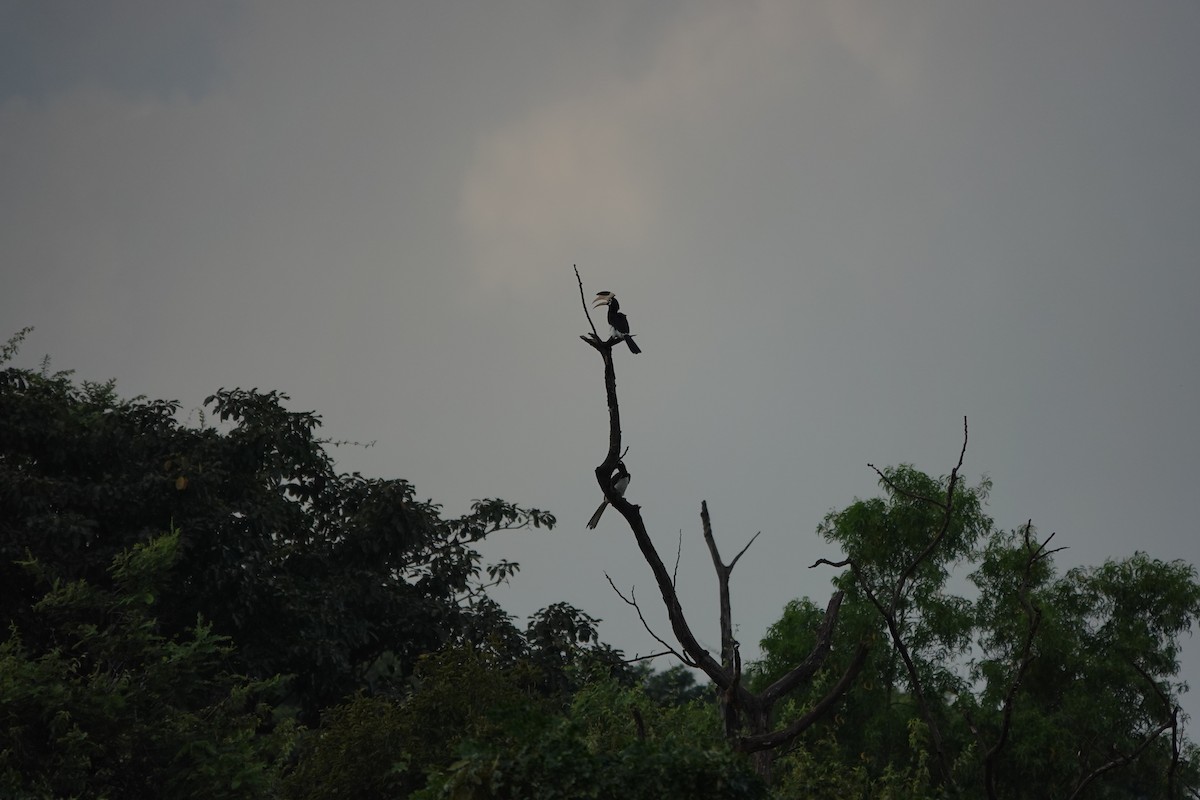 Malabar Pied-Hornbill - ML645510720