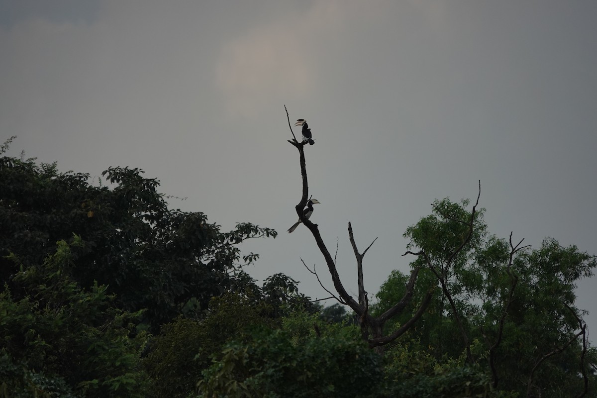 Malabar Pied-Hornbill - ML645510721