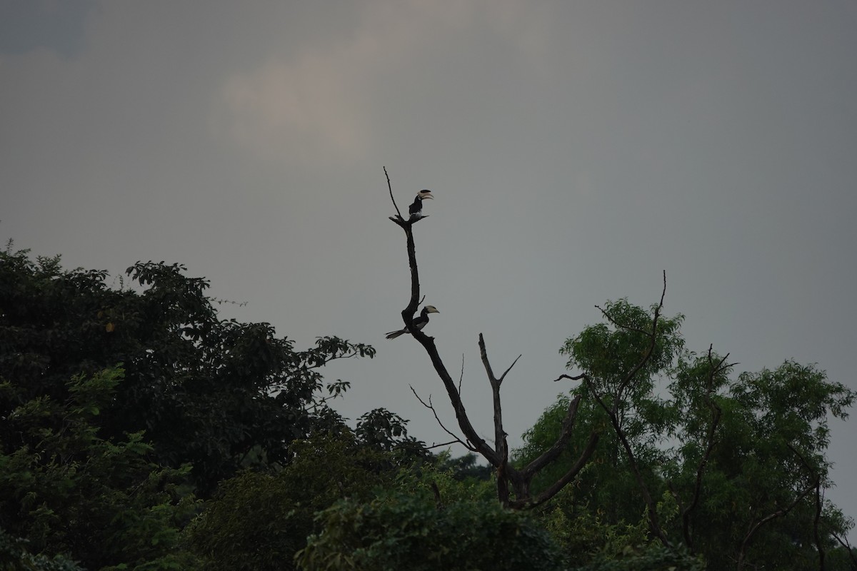 Malabar Pied-Hornbill - ML645510722