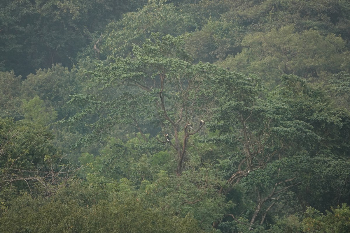 Malabar Pied-Hornbill - ML645510723