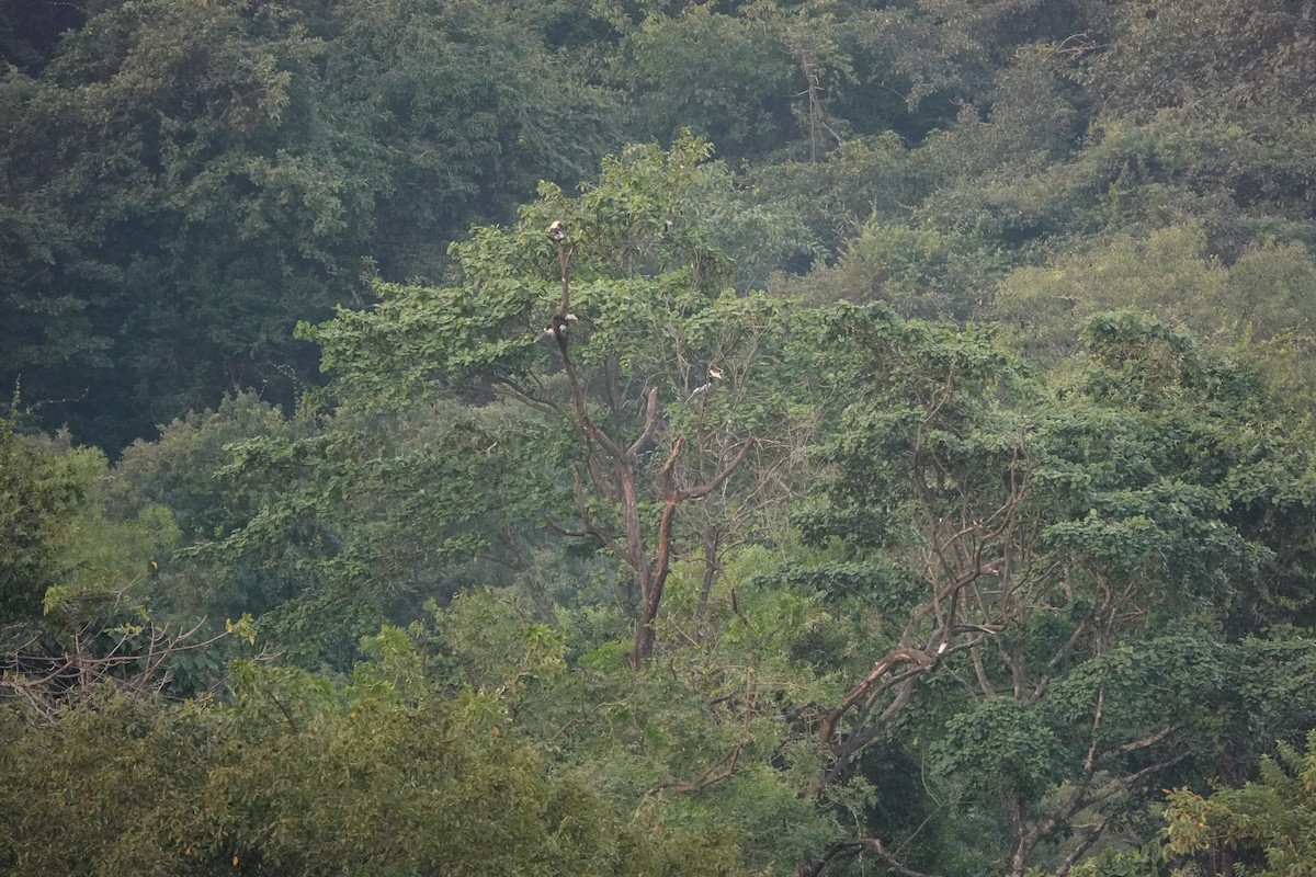 Malabar Pied-Hornbill - ML645510724