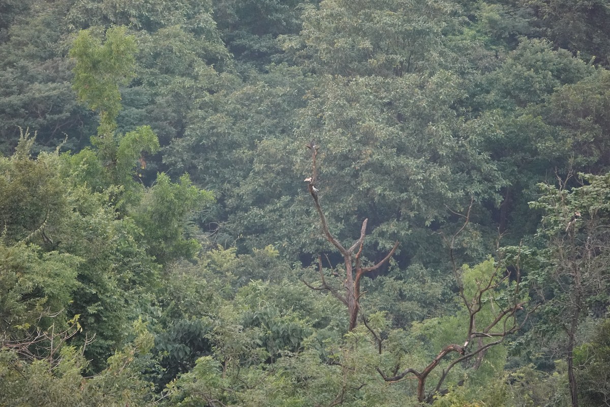 Malabar Pied-Hornbill - ML645510726