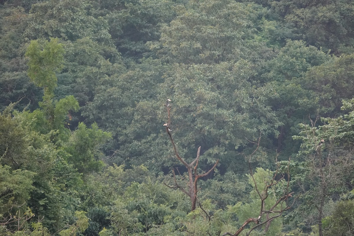 Malabar Pied-Hornbill - ML645510727
