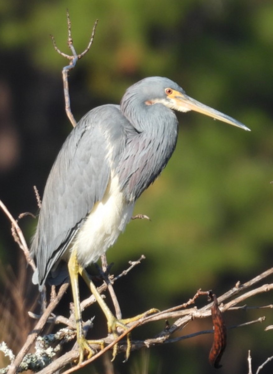 Koartzatxo hirukolorea - ML645510734