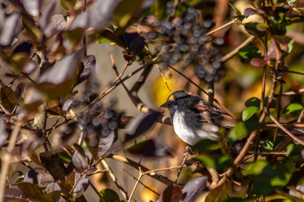 White-throated Sparrow - ML645510735