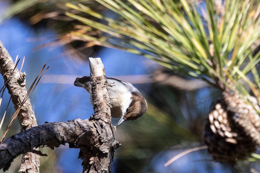 Brown-headed Nuthatch - ML645510736