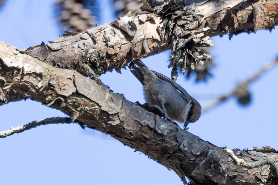 Sittelle à tête brune - ML645510737