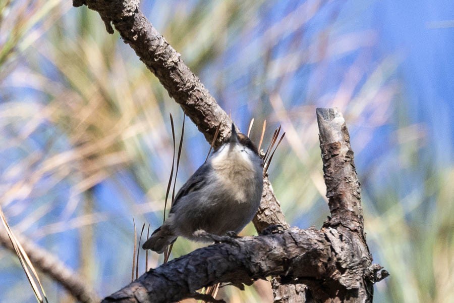 Sittelle à tête brune - ML645510738