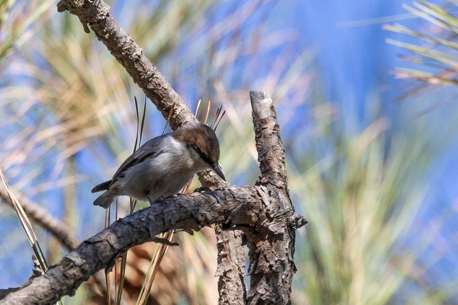 Brown-headed Nuthatch - ML645510739