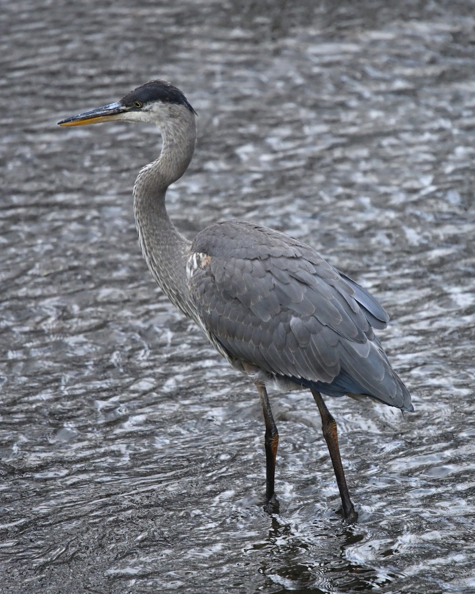 Koartza hauskara amerikarra - ML645510740