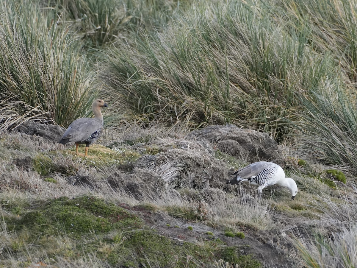 Magallaesko antzara - ML645510742