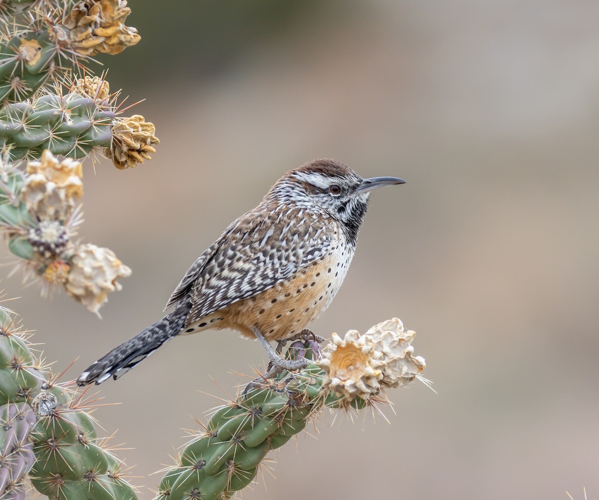 Cactus Wren - ML645510743