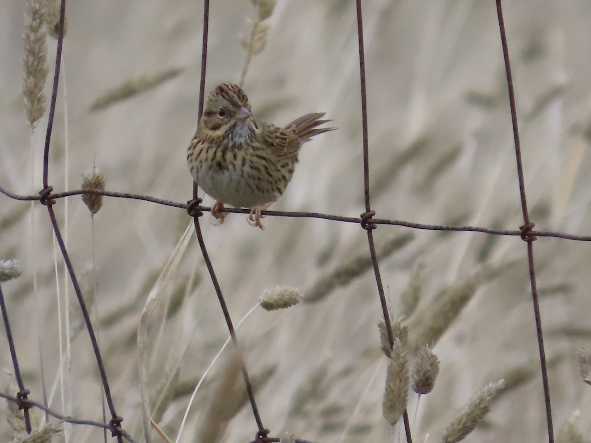 Lincoln's Sparrow - ML645510744