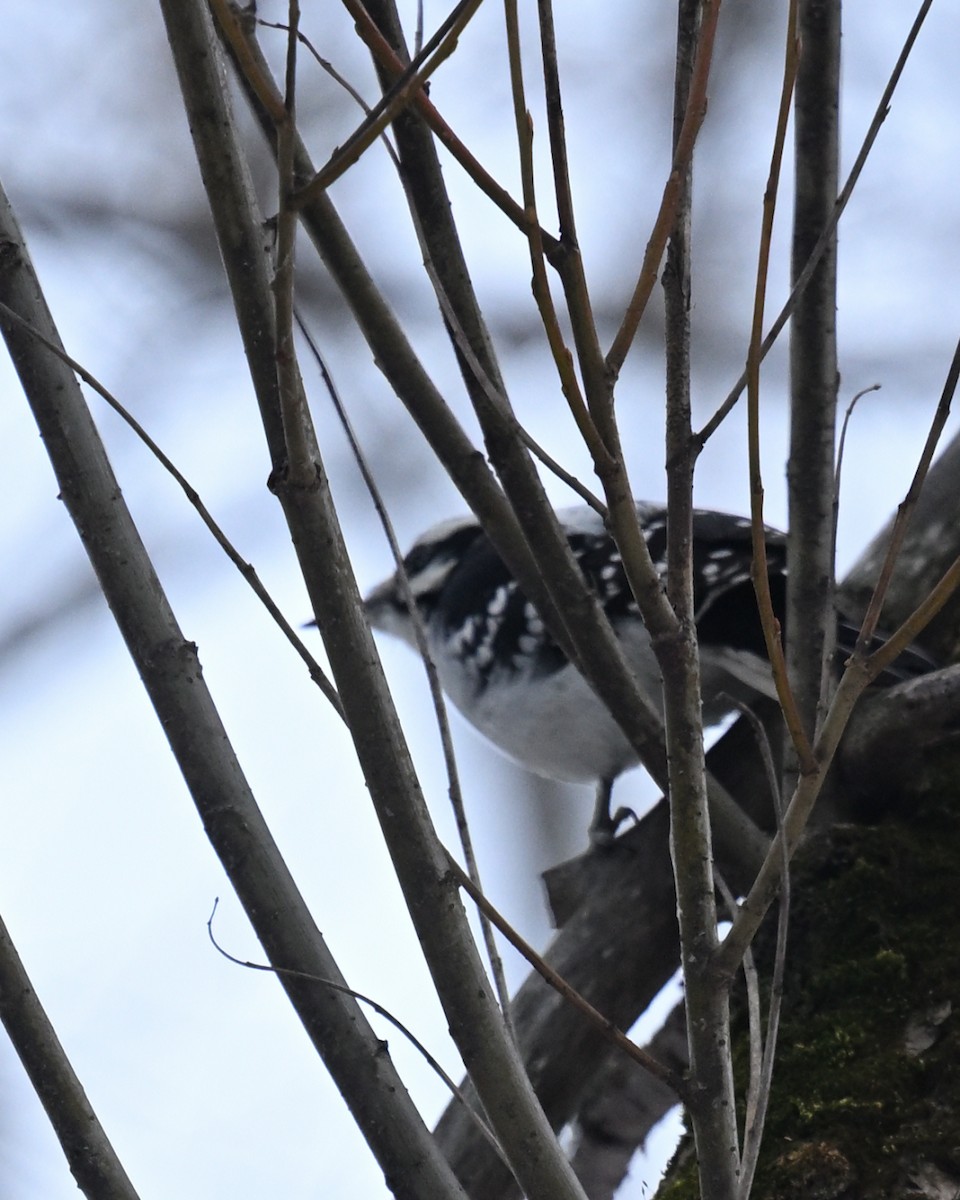 Hairy Woodpecker - ML645510746