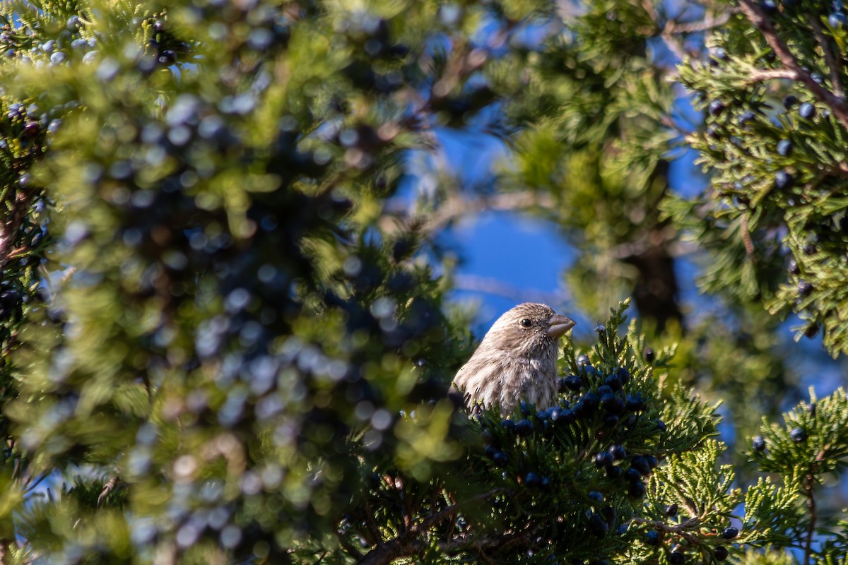 Burugorri arrunta - ML645510747