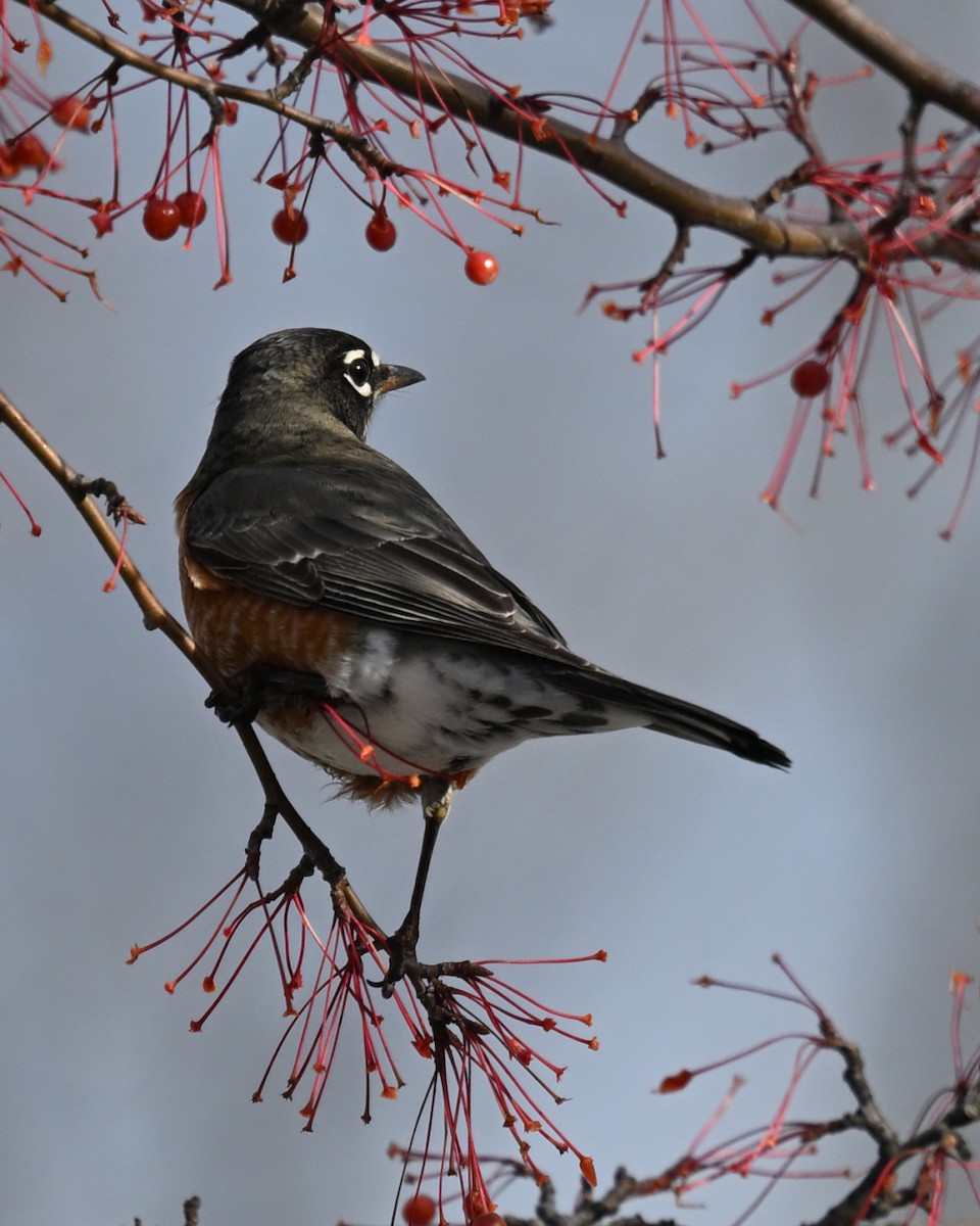 Zozo papargorria - ML645510751