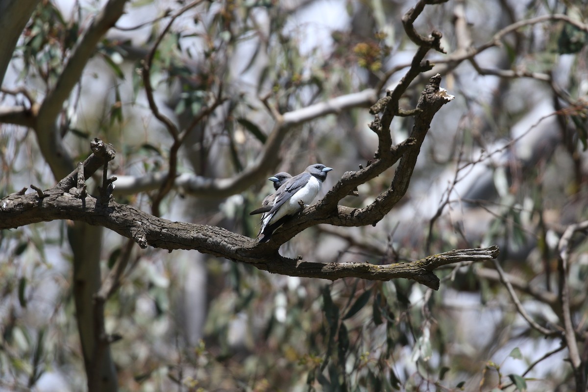 White-breasted Woodswallow - ML645510754