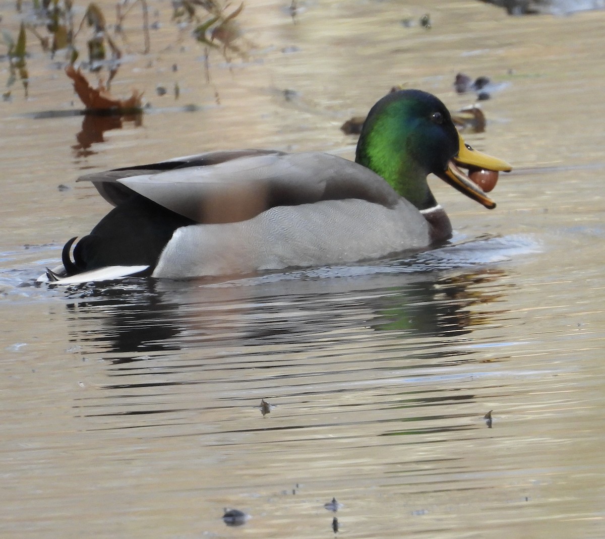 Basahatea - ML645510758