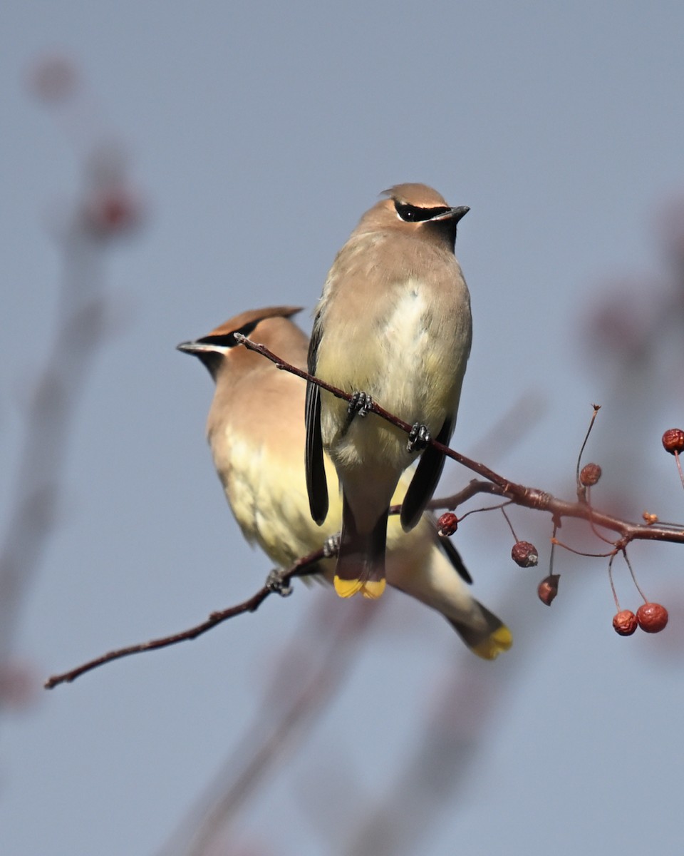 Buztanori amerikarra - ML645510759