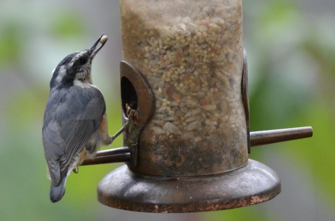 Garrapo kanadarra - ML645510760