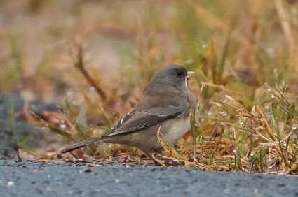 Dark-eyed Junco - ML645510765