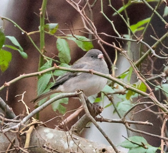 Dark-eyed Junco - ML645510766