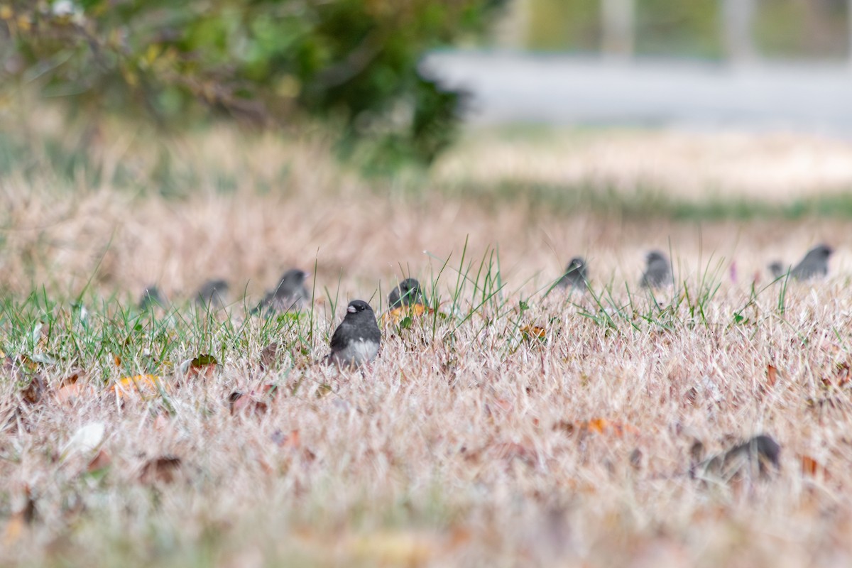 Dark-eyed Junco (Slate-colored) - ML645510767