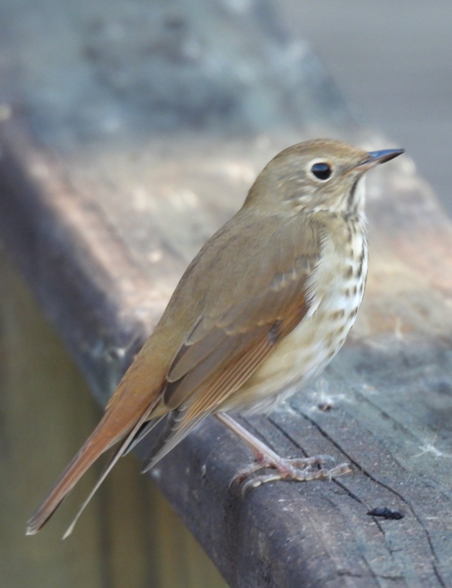 Hermit Thrush - ML645510781