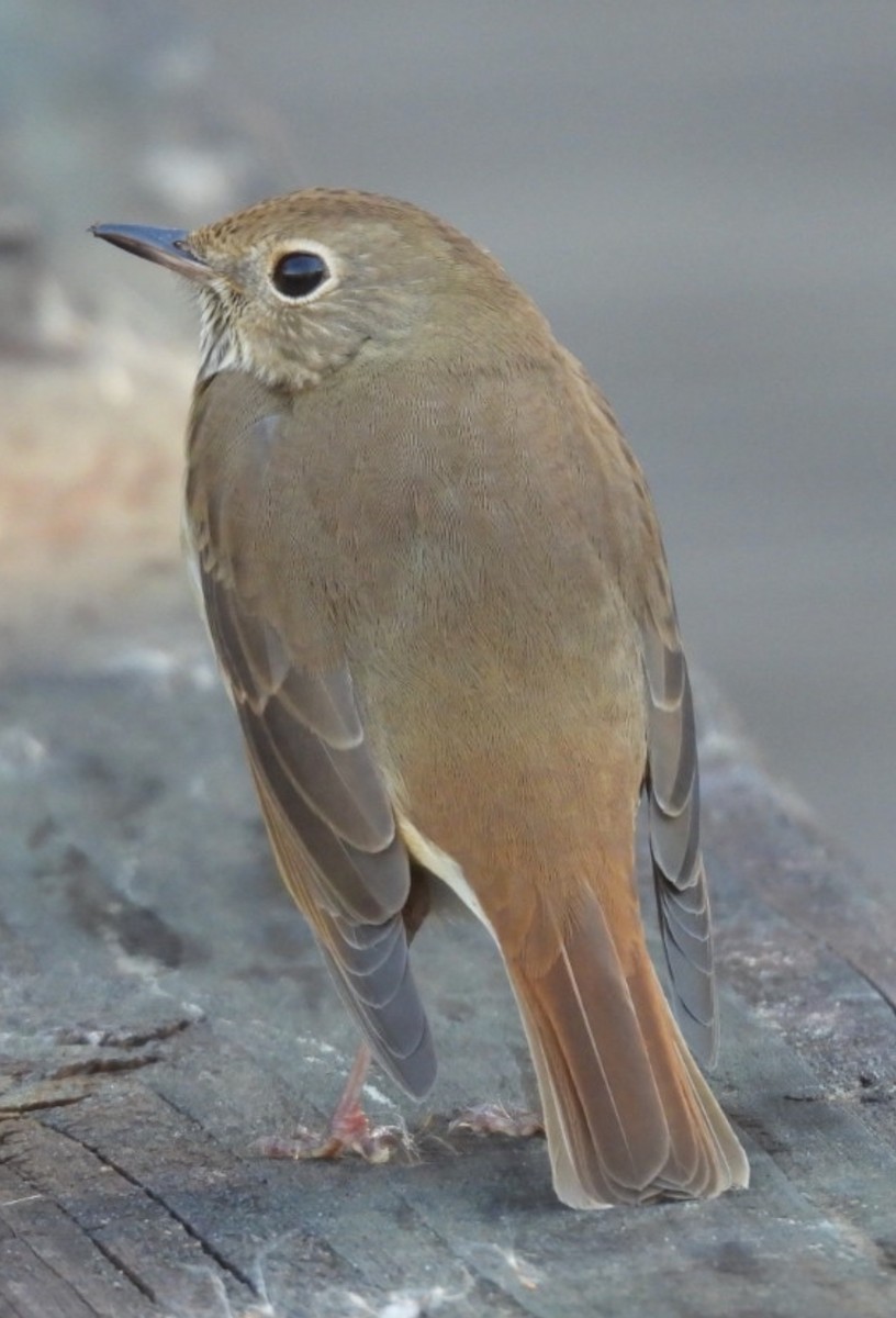 Hermit Thrush - ML645510782