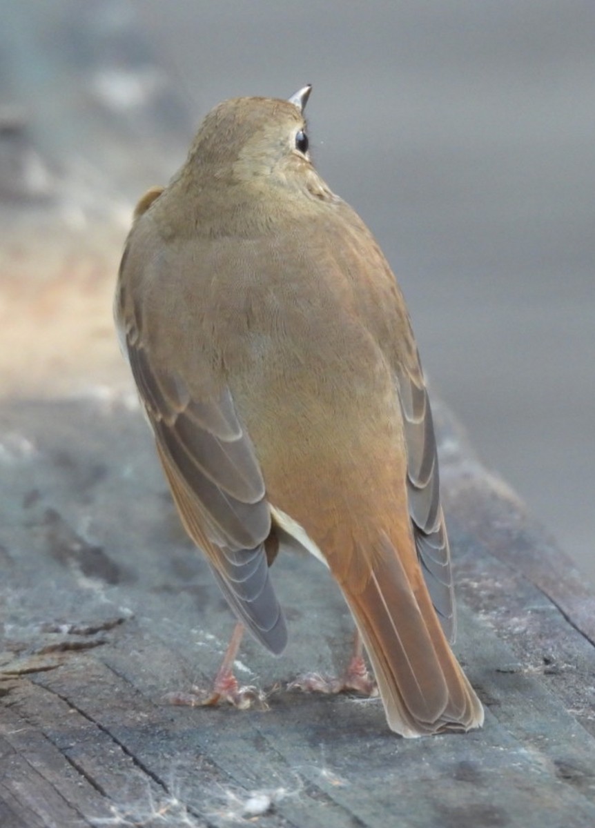 Hermit Thrush - ML645510783