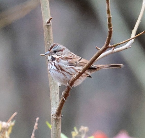 Song Sparrow - ML645510786