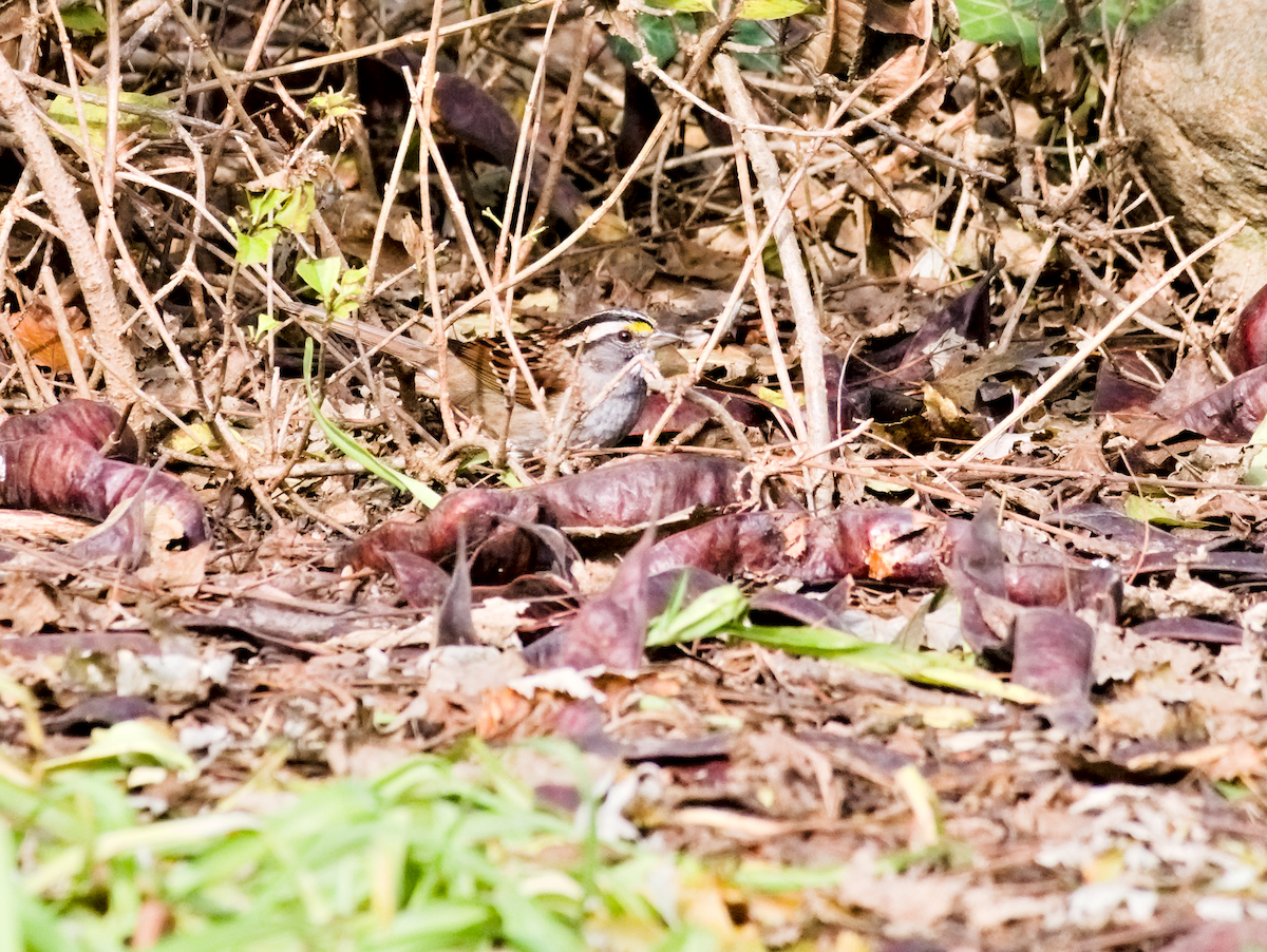 White-throated Sparrow - ML645510787