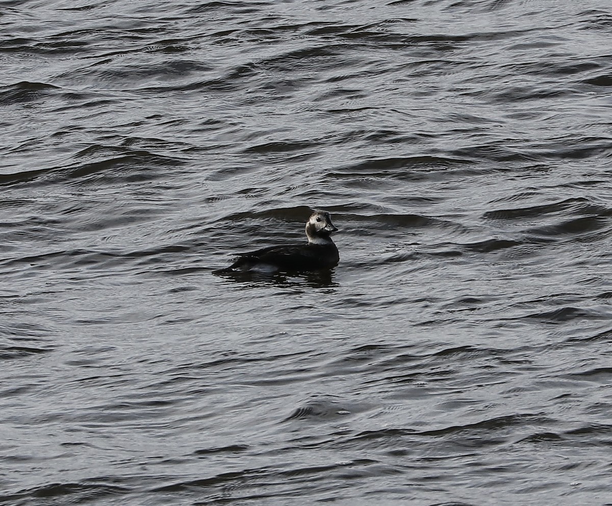 Long-tailed Duck - ML645510789