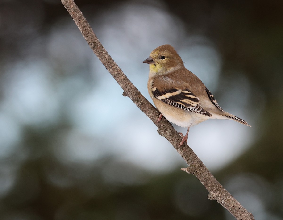 American Goldfinch - ML645510811