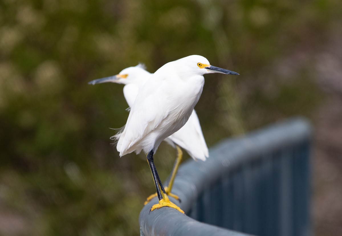 Snowy Egret - ML645510817