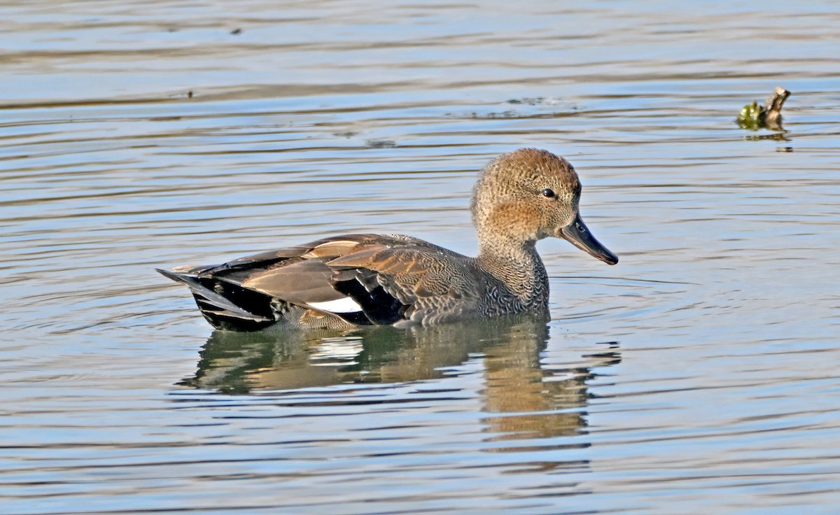 Gadwall - ML645510824