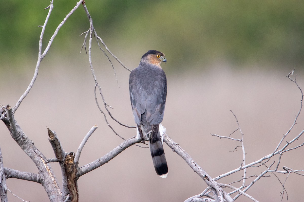 Cooper's Hawk - ML645510829