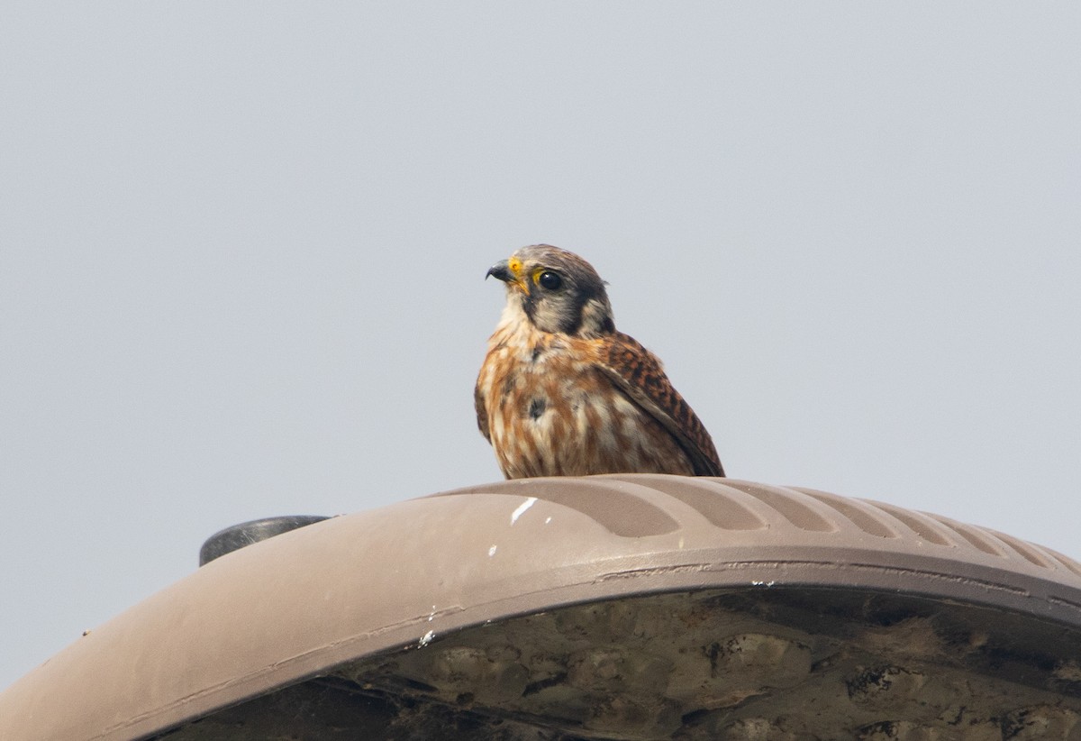American Kestrel - ML645510840