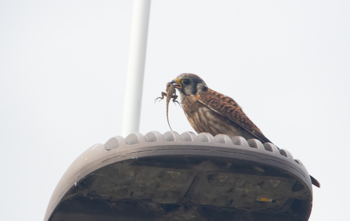 American Kestrel - ML645510841