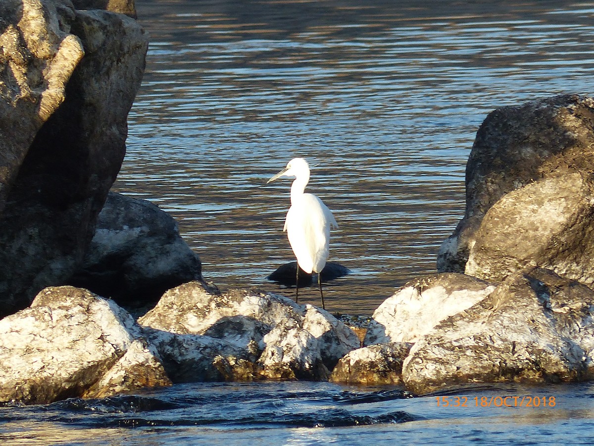 Little Egret - ML645510842