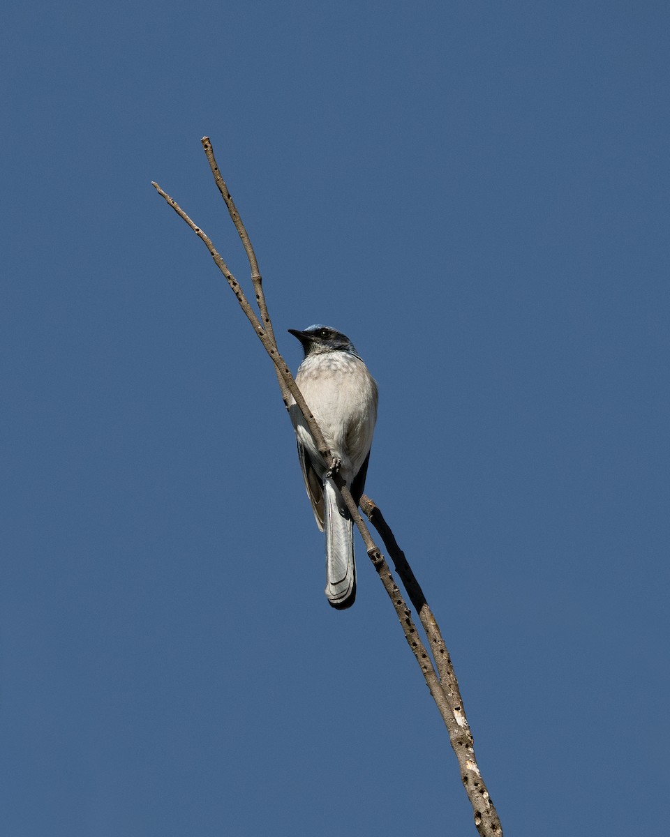 Woodhouse's Scrub-Jay - ML645510843