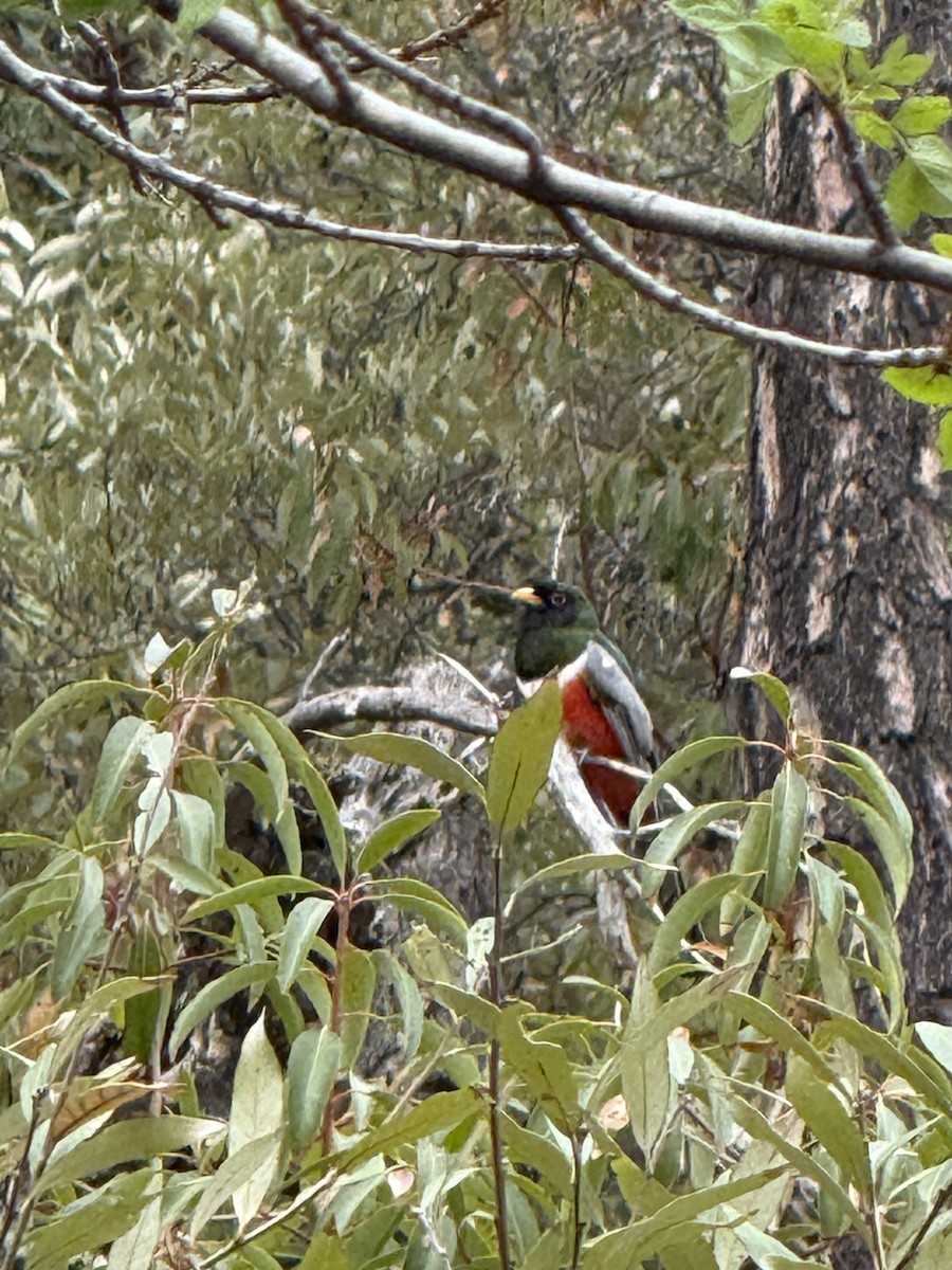 Coppery-tailed Trogon - ML645510848