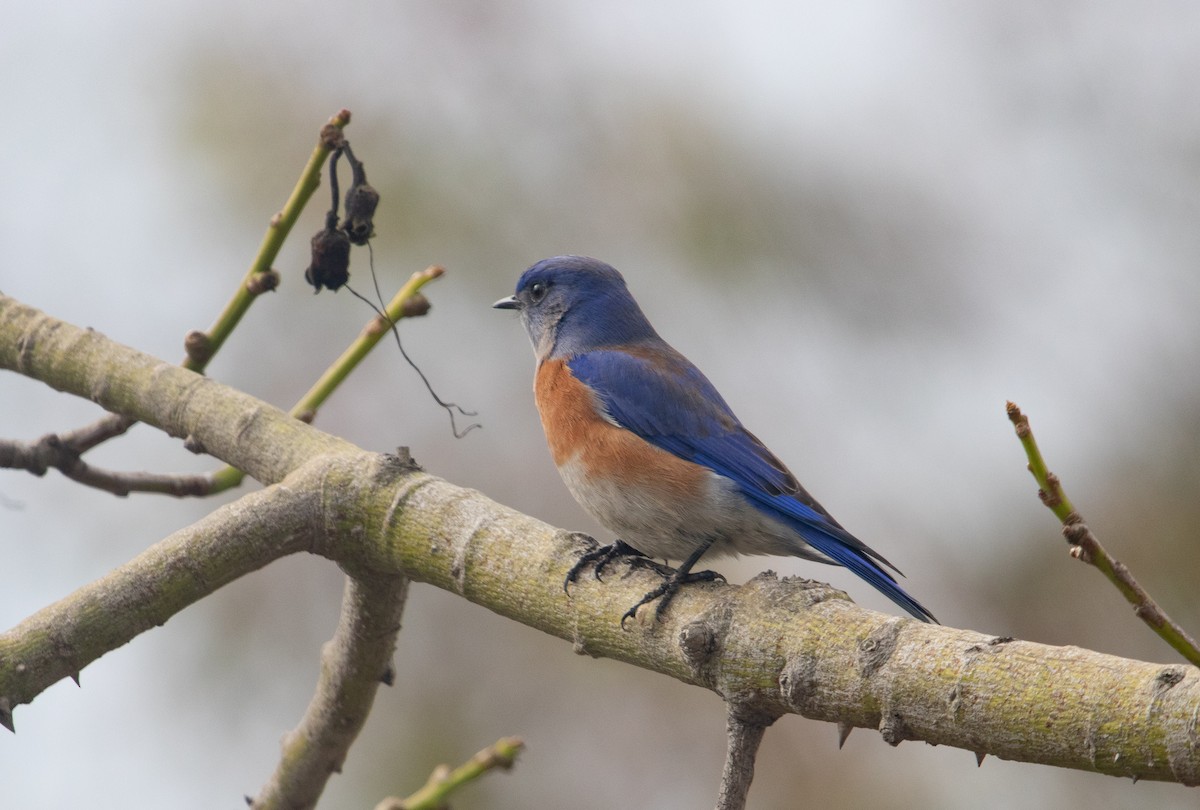 Western Bluebird - ML645510851