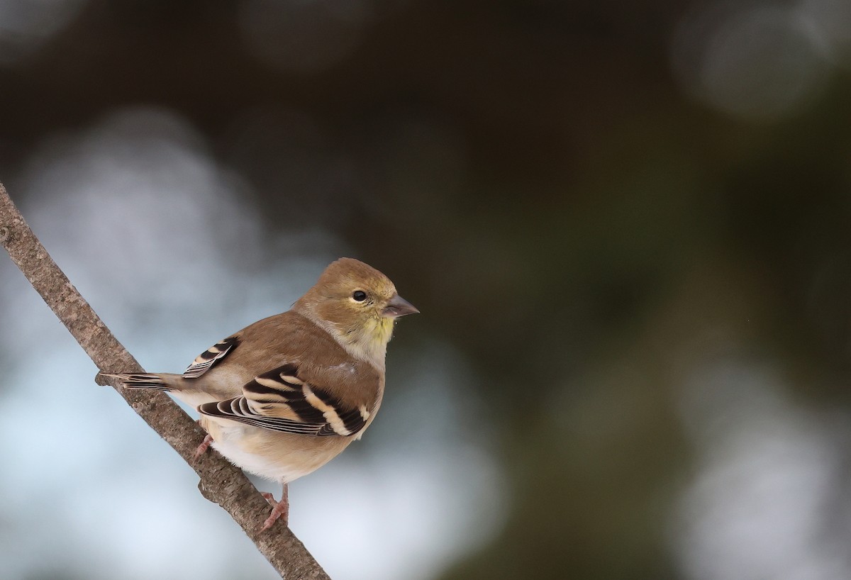 American Goldfinch - ML645510853