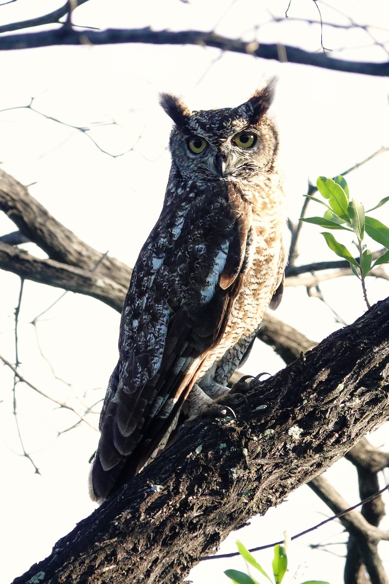 Spotted Eagle-Owl - ML645510855