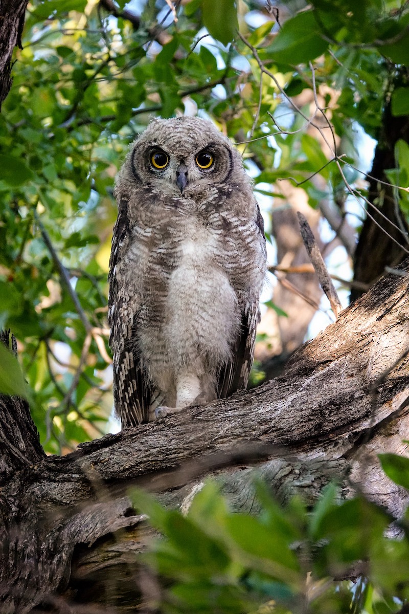 Spotted Eagle-Owl - ML645510857