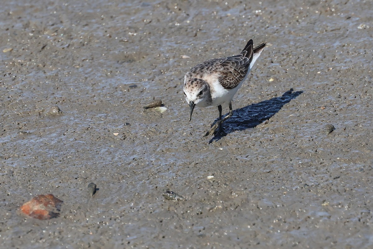 Red-necked Stint - ML645510865